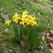 Tete a here daffodils by rosbush
