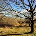 Winter trees in sunlight, Epping Forest by boxplayer
