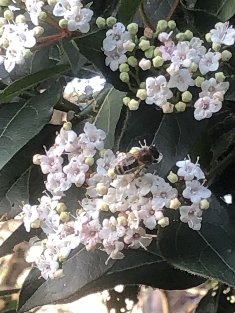 Bee On Blossom by davemockford