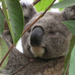 summer relaxing by koalagardens