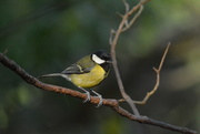 17th Feb 2019 - Great Tit.....