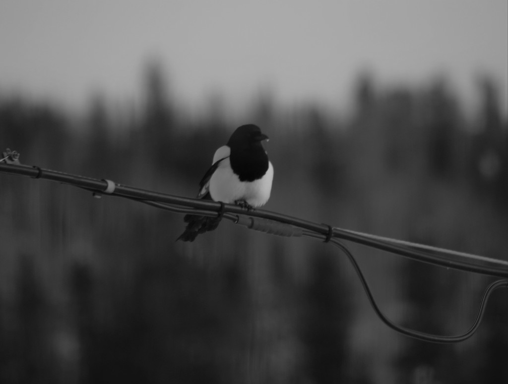 Tiny Beak-icicle by ravenshoe