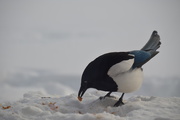 11th Feb 2019 - Magpie Snacks