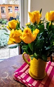17th Feb 2019 - Yellow daffodils