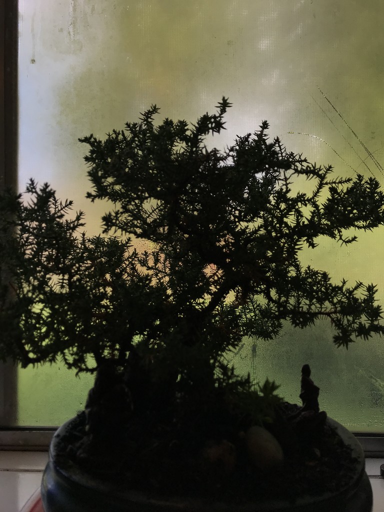 Bonsai in window by pandorasecho