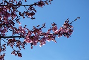 18th Feb 2019 - Flowering Cherry 