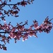 Flowering Cherry  by beryl
