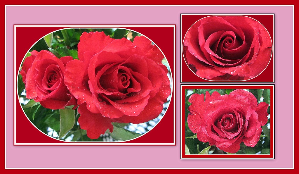 Red rose collage. by grace55