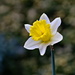 Helios Daffodil by phil_howcroft