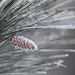 Frosty pine cone! by fayefaye