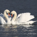 Swans in Love by kimmer50