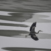 Blue Heron Over Ice by kareenking