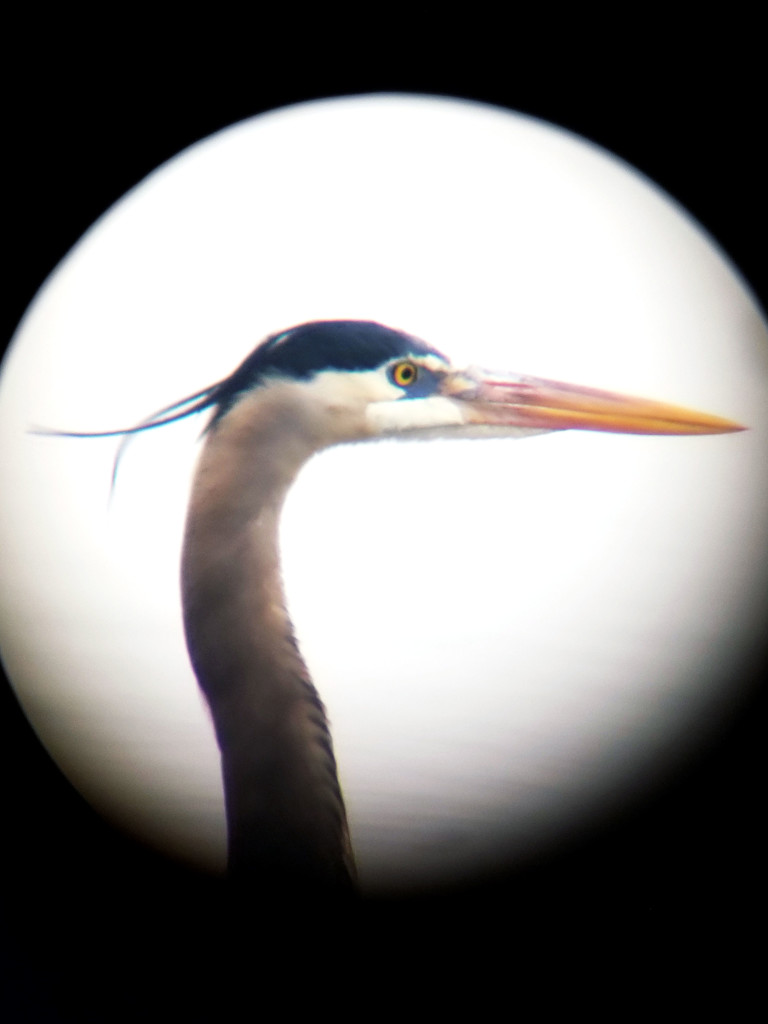 Digiscoped Great Blue Heron  by dsp2