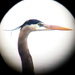 Digiscoped Great Blue Heron  by dsp2