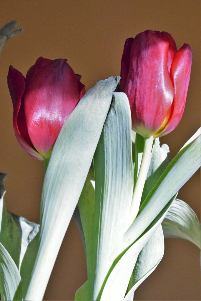 Two Tulips by sandlily