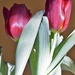 Two Tulips by sandlily