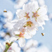 Almond Blossom  by joysfocus