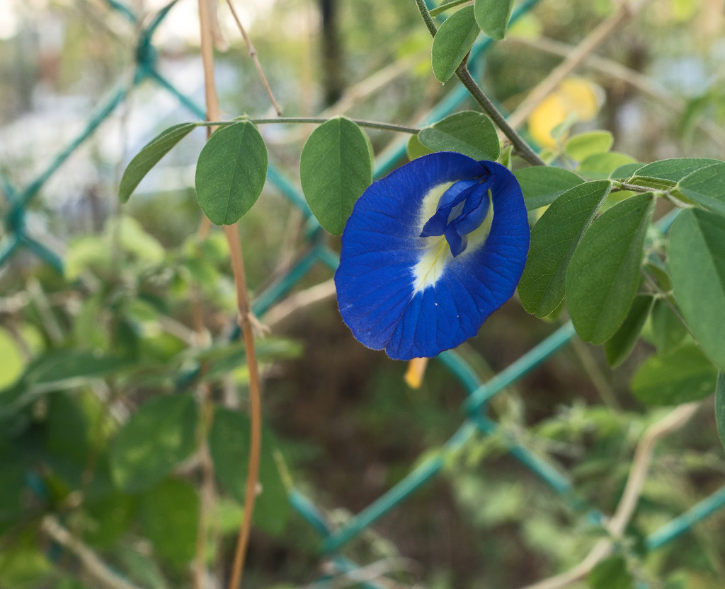 Blue Flower by ianjb21