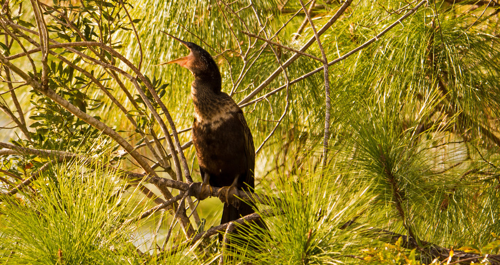 Burping Anhinga! by rickster549