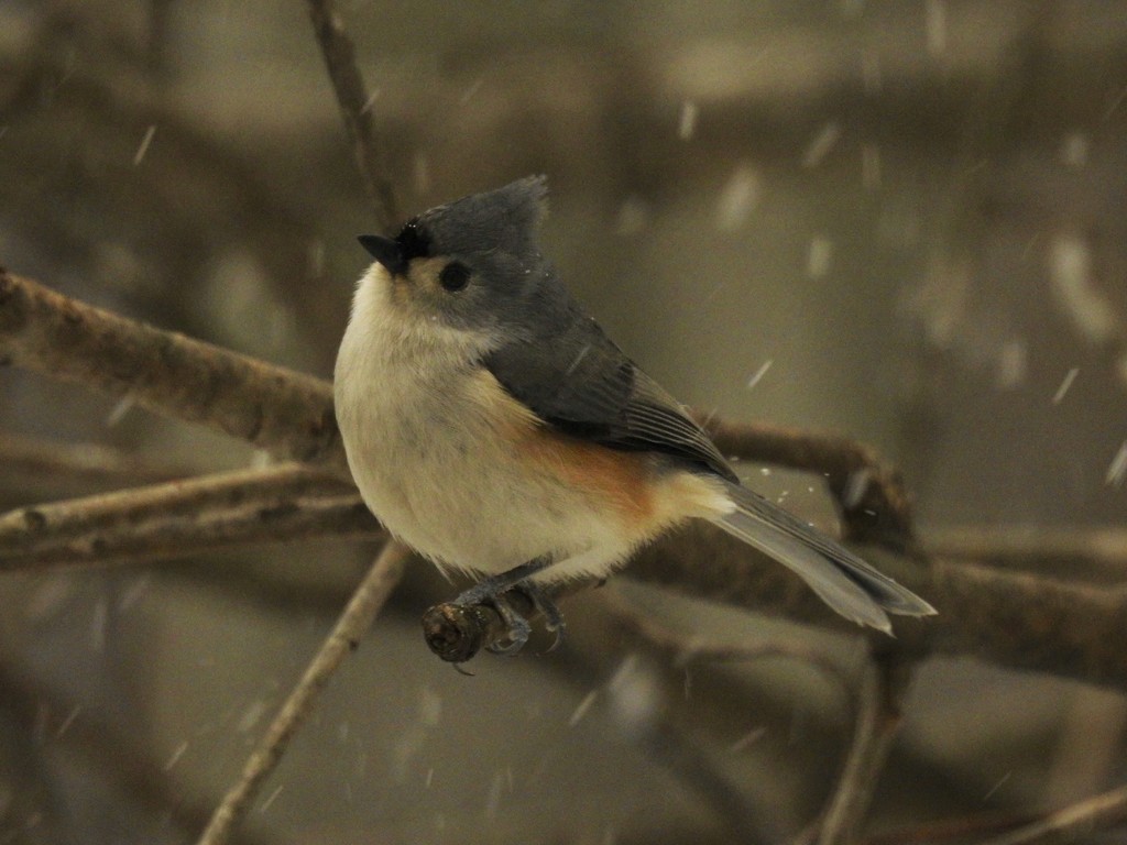 Tufted titmouse watches the snow by amyk