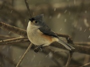 17th Feb 2019 - Tufted titmouse watches the snow