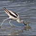 American Avocet by madamelucy