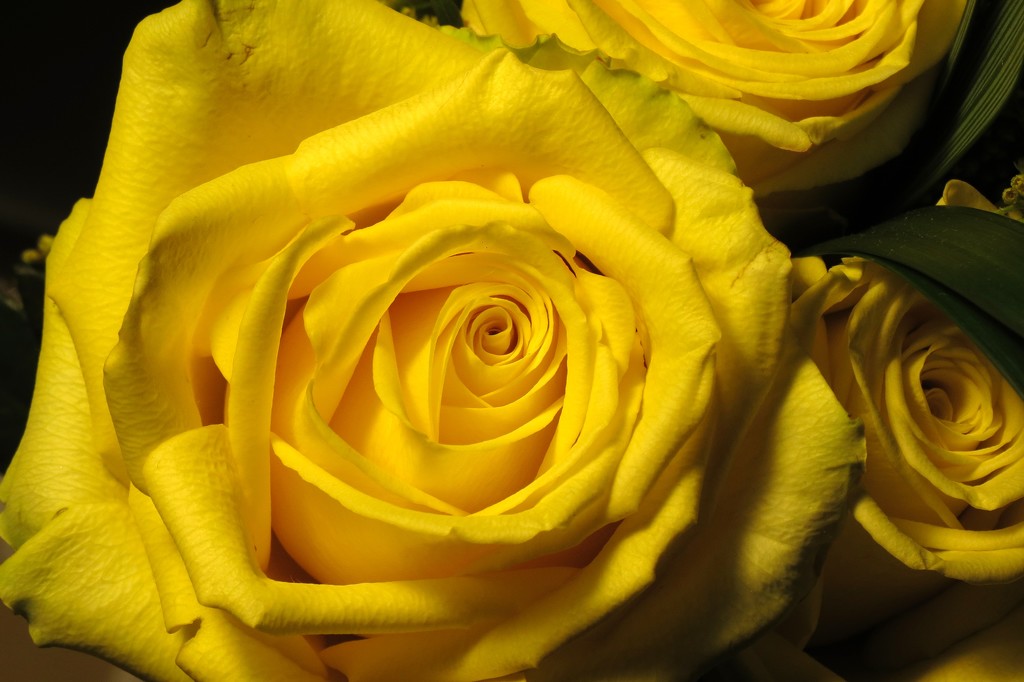 Yellow Rose of Texas by ldedear