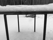 16th Feb 2019 - Snow-covered-table #3