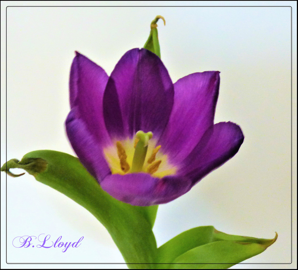Tulip by beryl