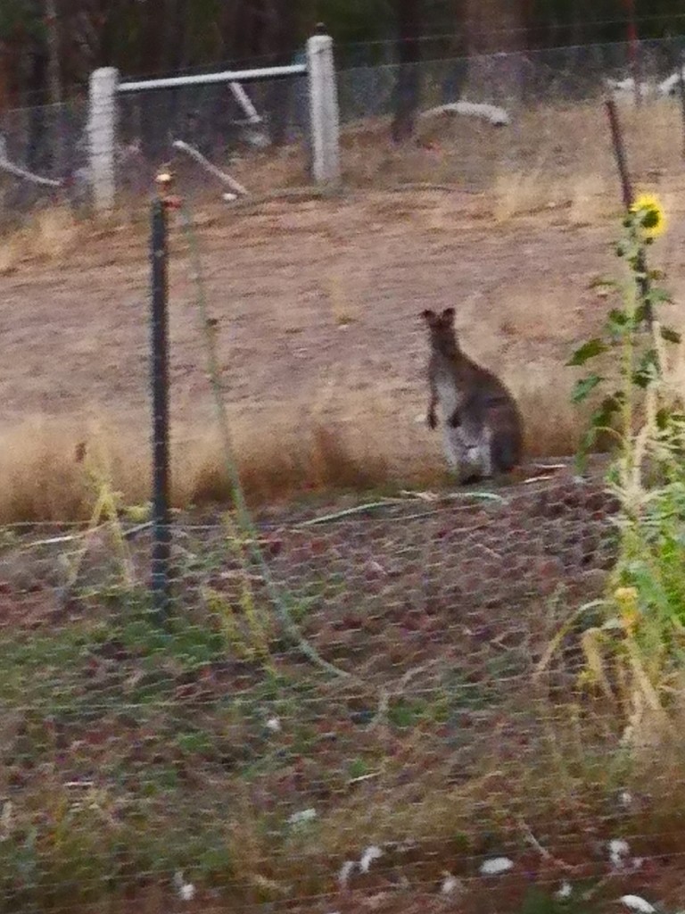 Wallaby in the Veggie patch!  by kgolab