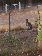 17th Feb 2019 - Wallaby in the Veggie patch! 