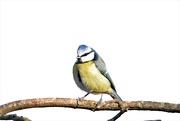 18th Feb 2019 - Blue Tit on a branch.....