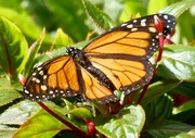 18th Feb 2019 - The majestic Monarch butterfly