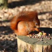 17th Feb 2019 - Red Squirell