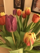18th Feb 2019 - Tulips