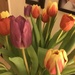 Tulips by elainepenney