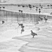 Geese on Ice by gardencat