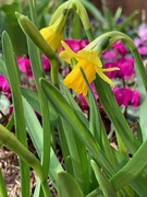 18th Feb 2019 - Daffodils