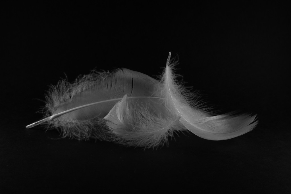Swan feathers by bizziebeeme