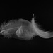 Swan feathers by bizziebeeme