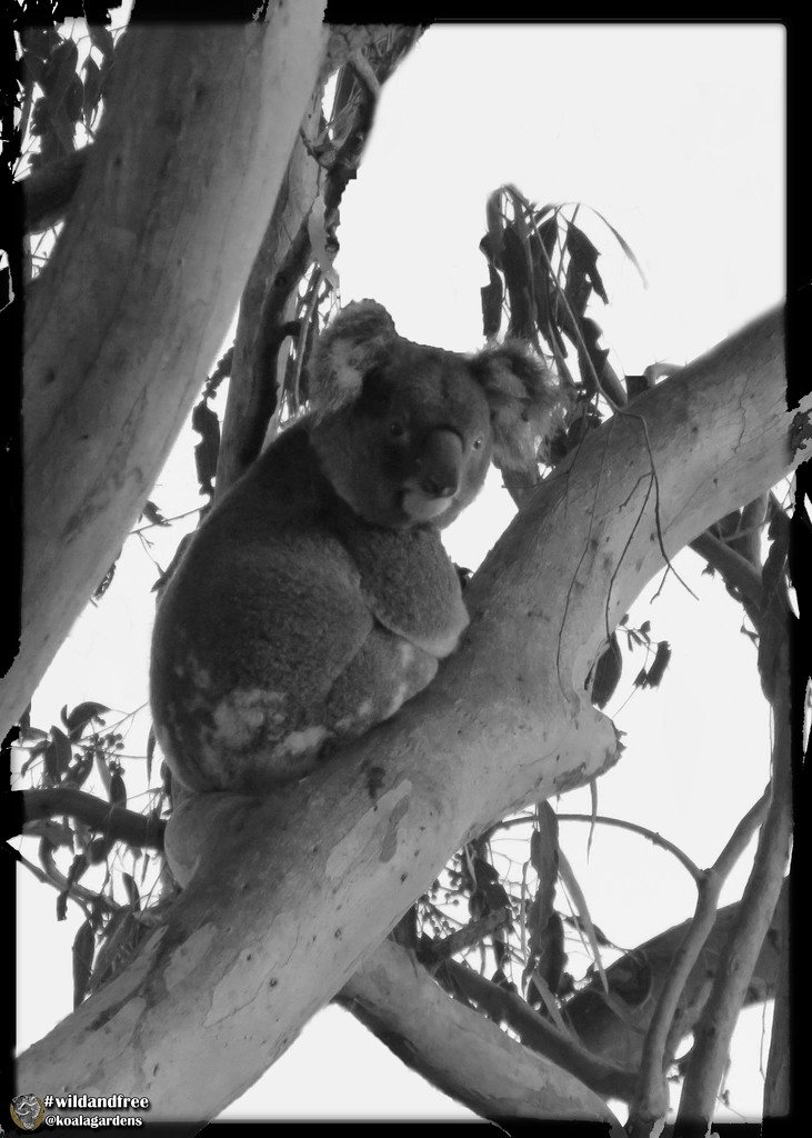 Walking the line episode 2 by koalagardens