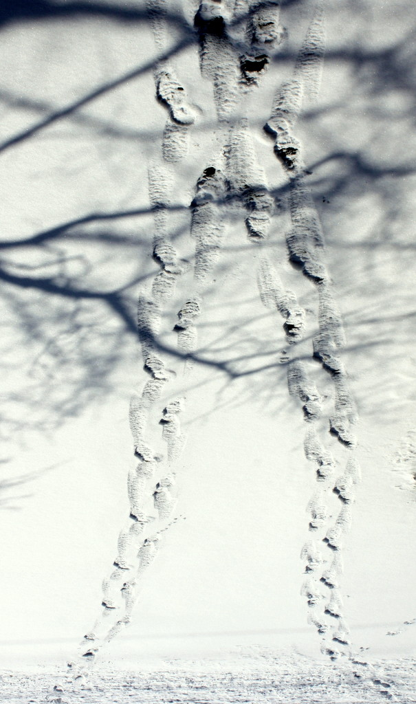 Footprints in the snow by bruni