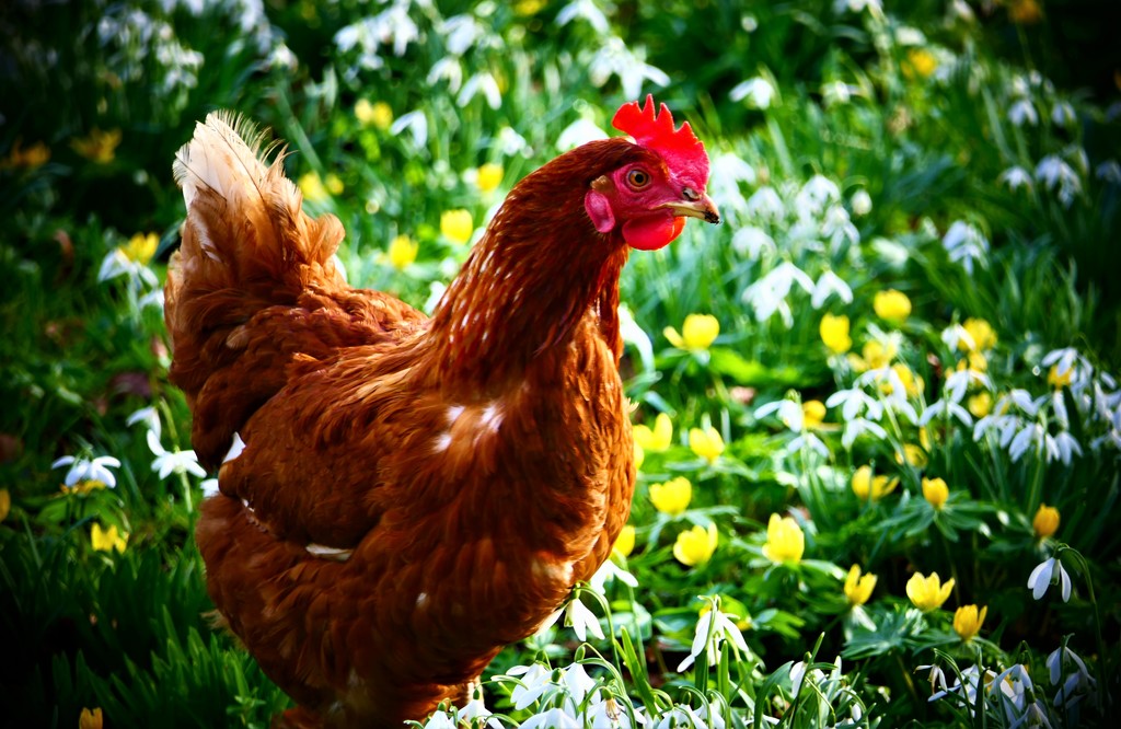 Spring Chicken?? by carole_sandford