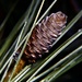 Day 49: Tiny Pinecone by sheilalorson