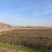 View on an orchard from the top of a dike. by pyrrhula