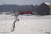18th Feb 2019 - Snowy Owl in Farmer's field!