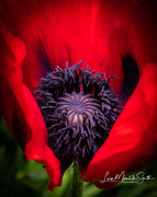 28th May 2018 - Red Poppy