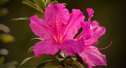 18th Feb 2019 - The Azaleas are Really Coming Out!