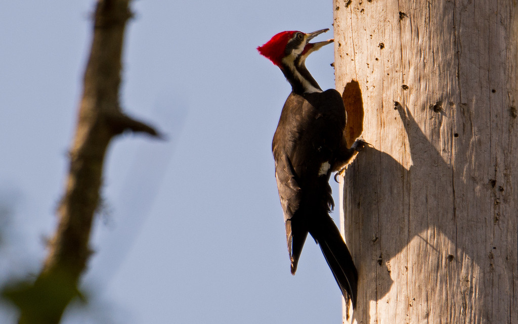 Pileated Woodpecker Building the House! by rickster549