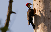 18th Feb 2019 - Pileated Woodpecker Building the House!